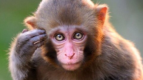 CAN YOU SAY MONKEY POX LOCKDOWN...NO?