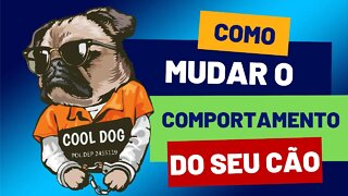 Como Mudar o Comportamento do Se Cão