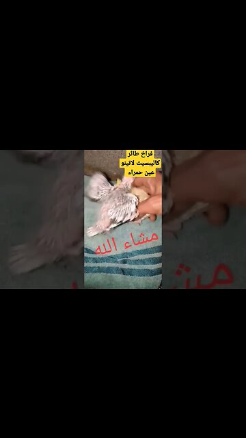 فراخ طائر كاليبسيت لاتينو عين حمراء