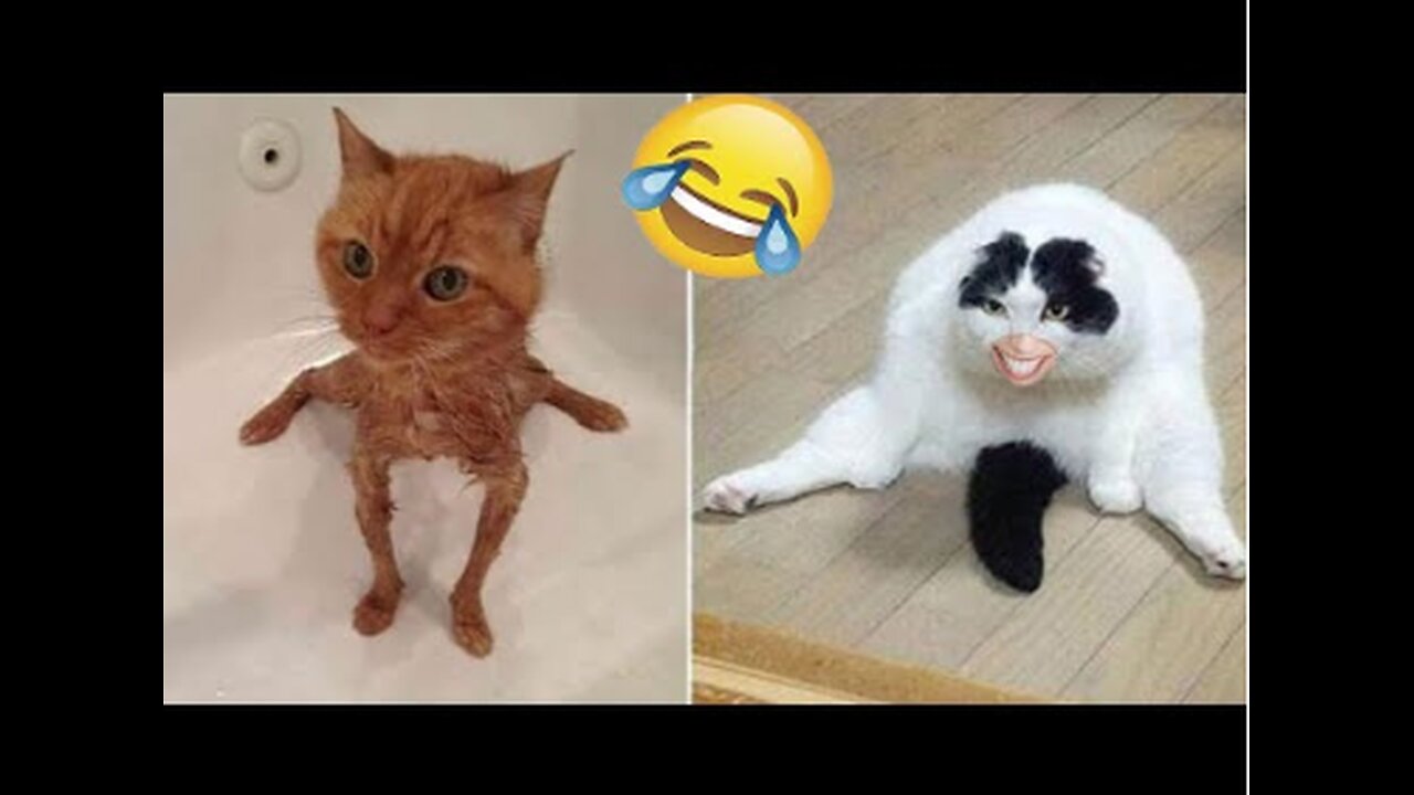 😹#4 Funny Animals/Pets Compilation🤣