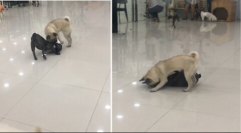 French bulldog and pug