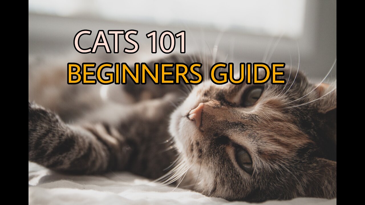 CATS101:Beginners Basic Training