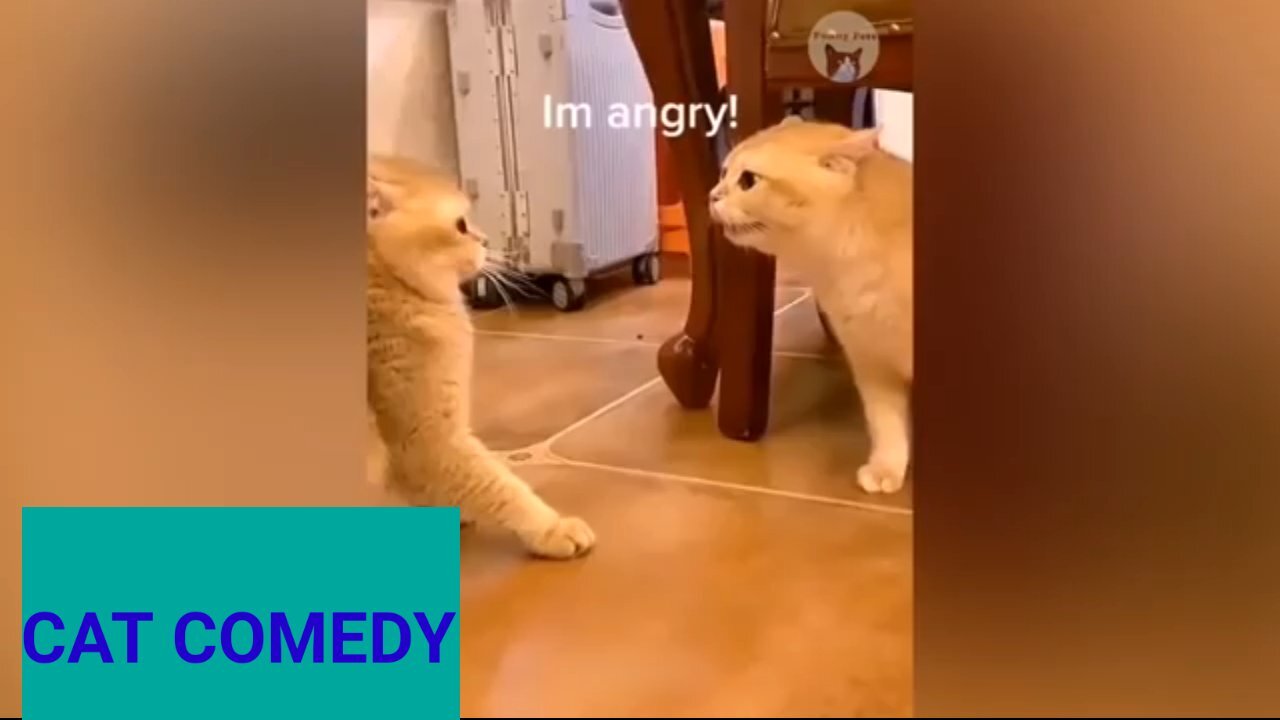 Cat comedy videos entertainment videos