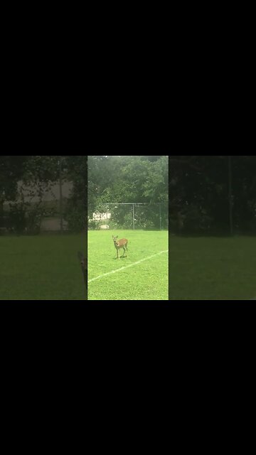 Visitor on the field today!!!