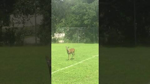 Visitor on the field today!!!