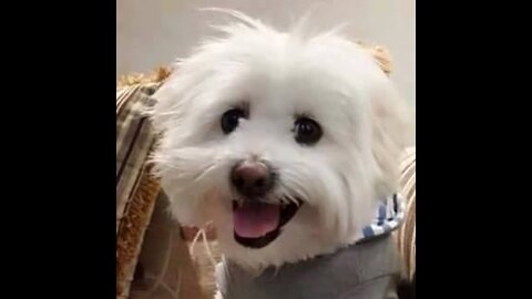 Photography footage highlights different characters from dogs around the world !!