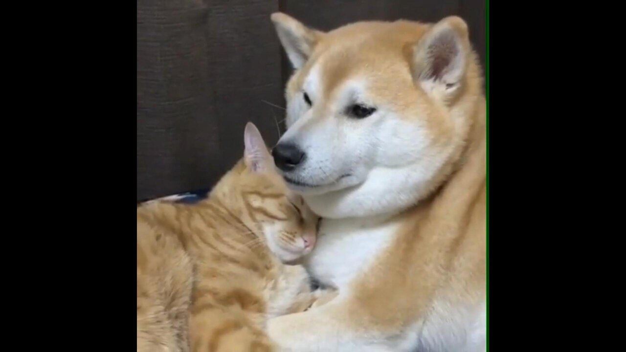 cat and dog snuggling