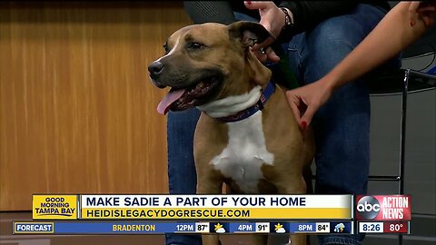 Rescues in Action: Sadie