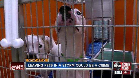 New bill could jail pet owners who abandon animals during hurricanes