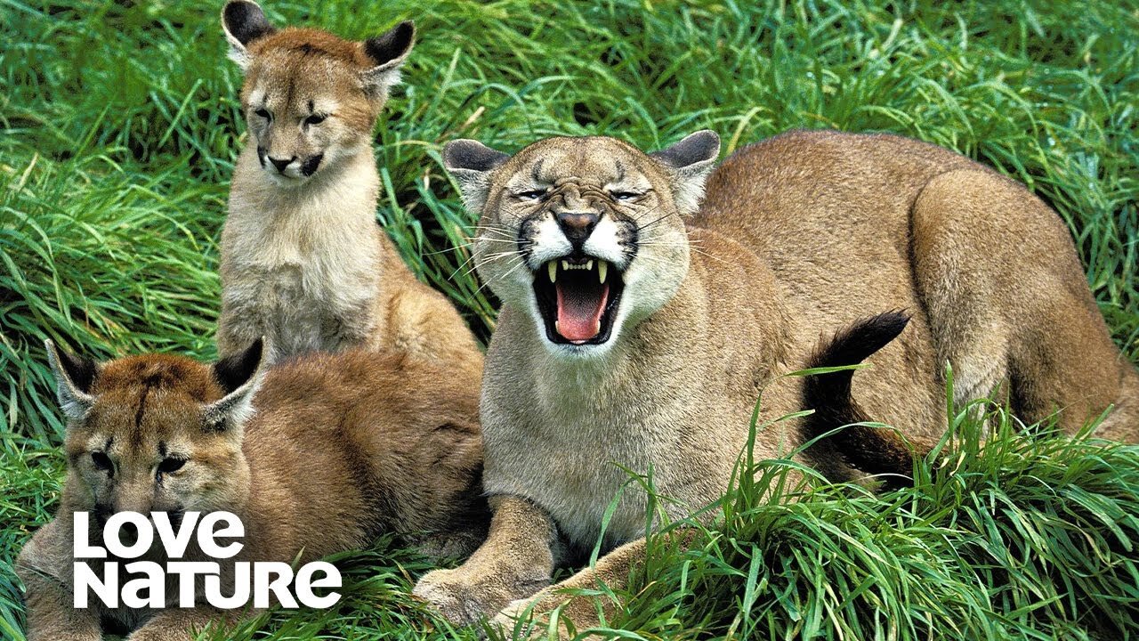 Puma Mom Makes Swift Kill to Feed Cubs | Love Nature