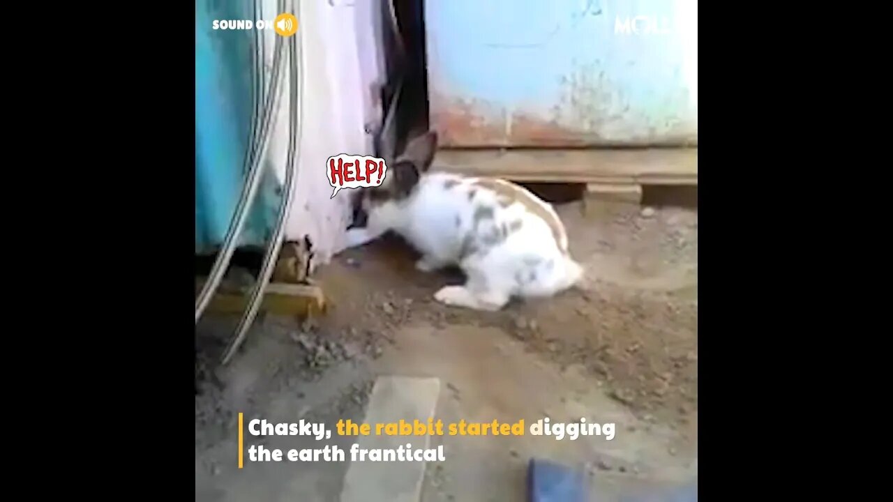 What happened 😱😨 - What is the Rabbit Doing? 😰😰