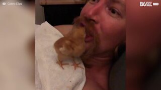 Ce poussin inspecte la bouche de sa maîtresse