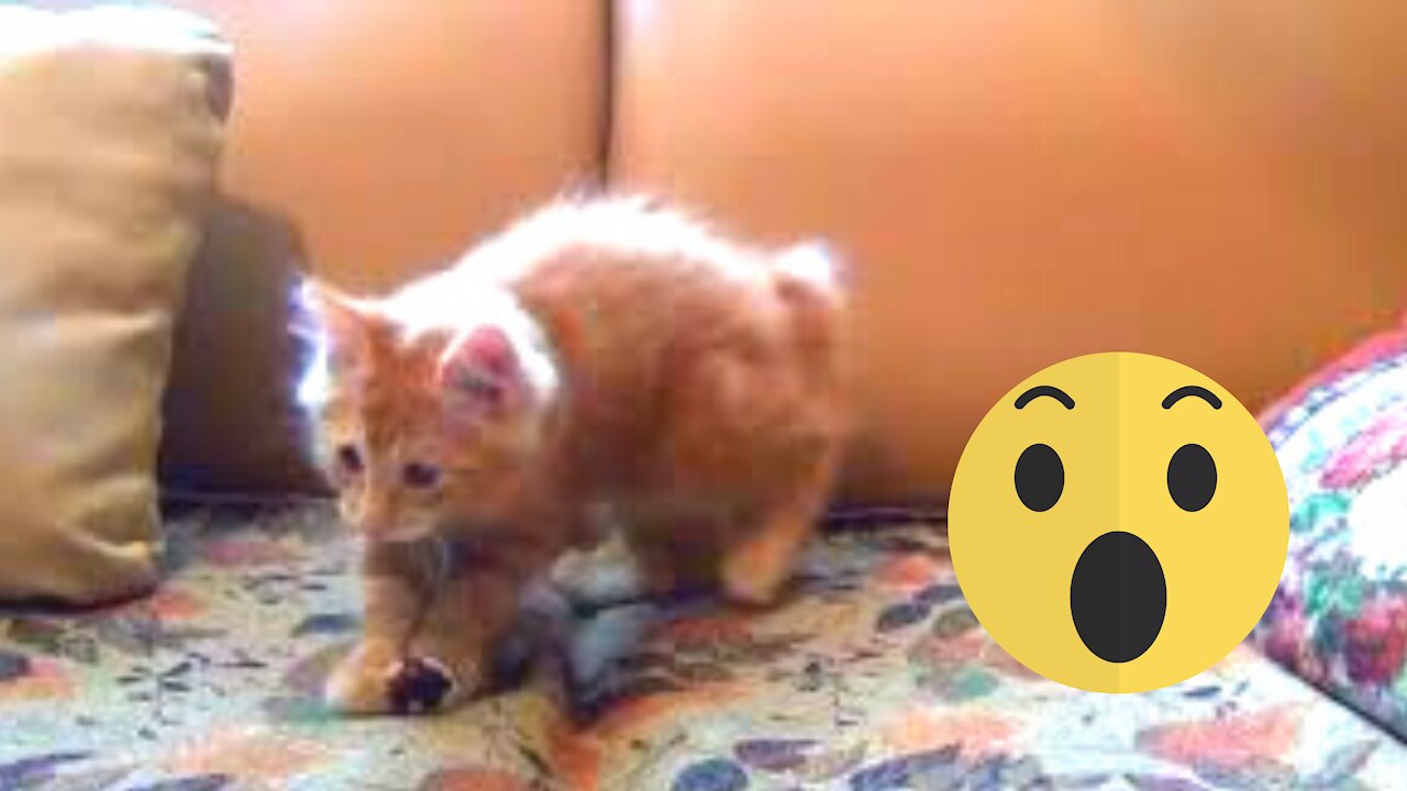 Little Kitten Playing His Toy Mouse- sinyane