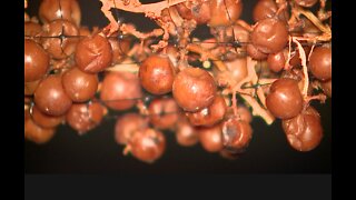 Ice wine grape harvest in Geneva this morning