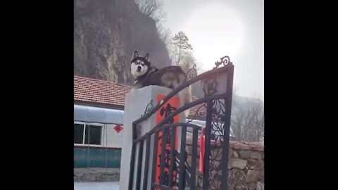 Siberian Husky thinks he is a Cat!