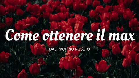 Ottenere il massimo dal proprio roseto tagliando le rose