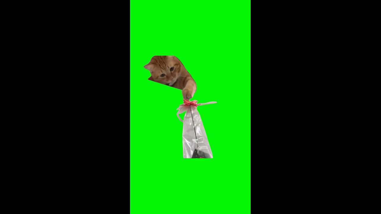 Cat Giving Rose | Green Screen