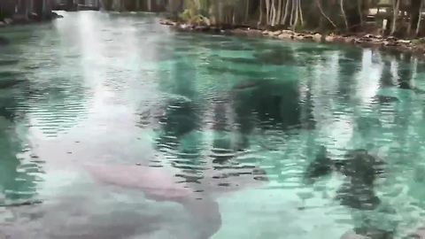 City floats no-touch policy to protect manatees | Digital Short