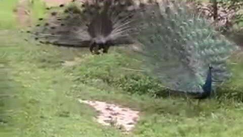 Displaying Peacocks # 28