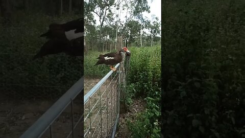 Mother of the Ducklings sitting on the gate