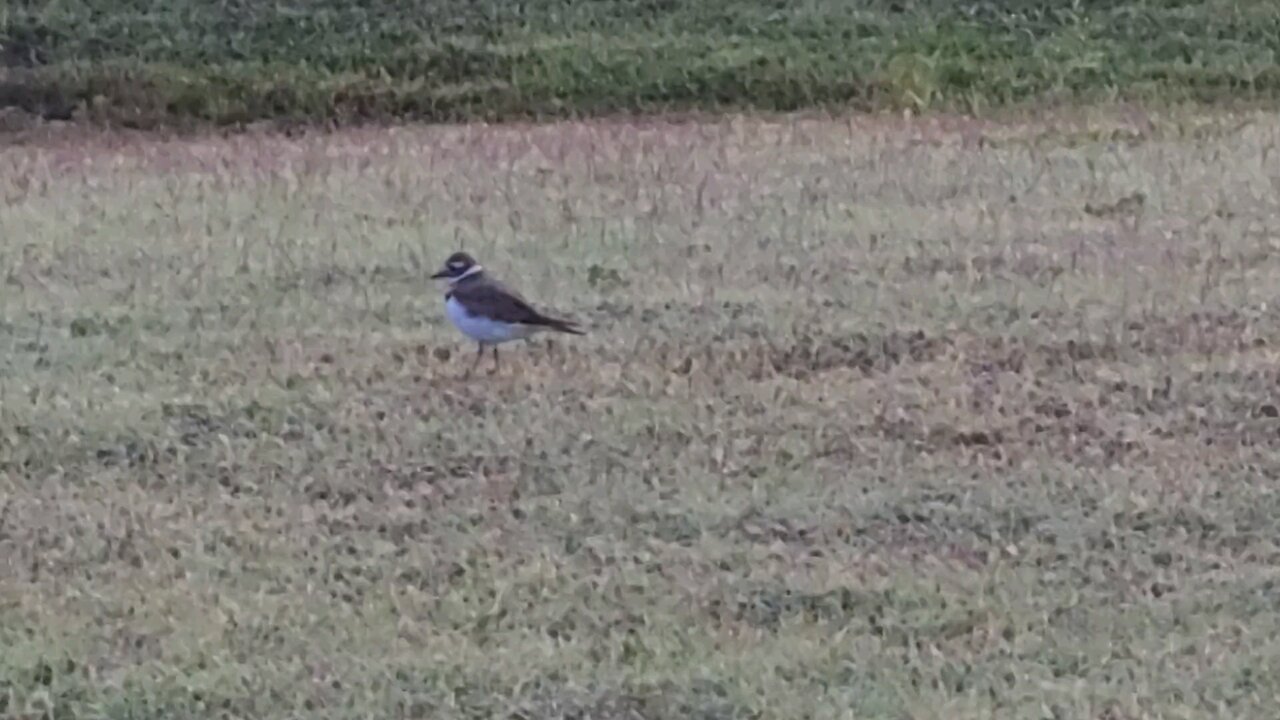 Bird on the Lawn
