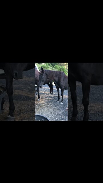 Elderly horse dozes after dinner 💕