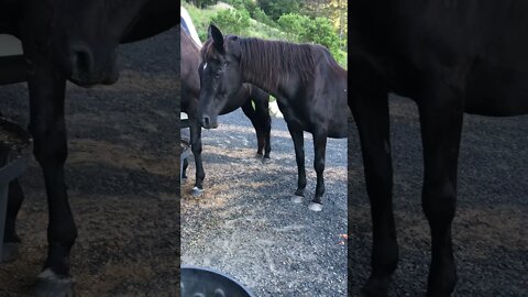 Elderly horse dozes after dinner 💕