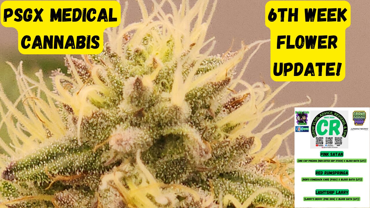 Prairie State Genetix Murder She Wrote Pack Medical Cannabis 6th week flower/bloom update!