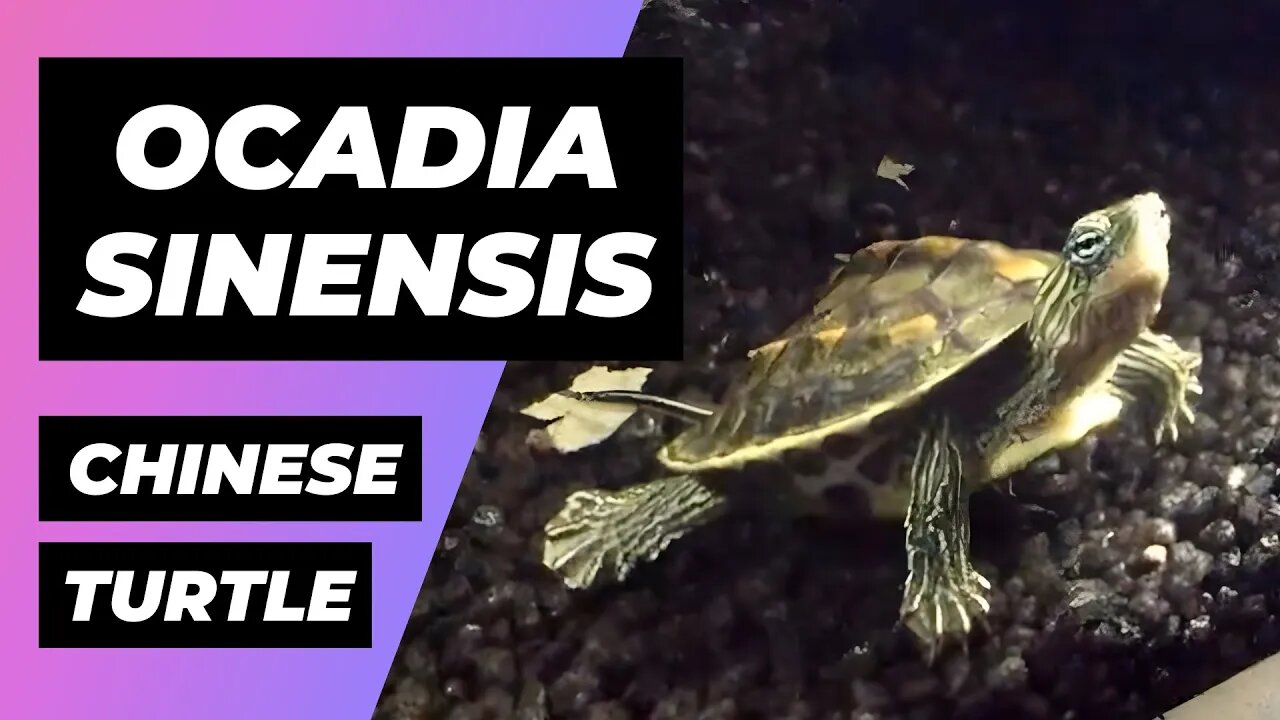 Ocadia Sinensis Turtle - Chinese Stripe-Necked Turtle | Tortuga Cuello Rayado, Mauremys Sinensis