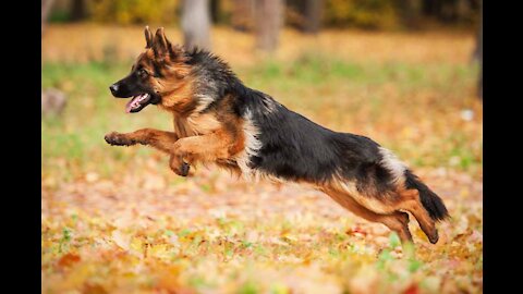 How to Train a Guard Dog Instantly Step by Step!