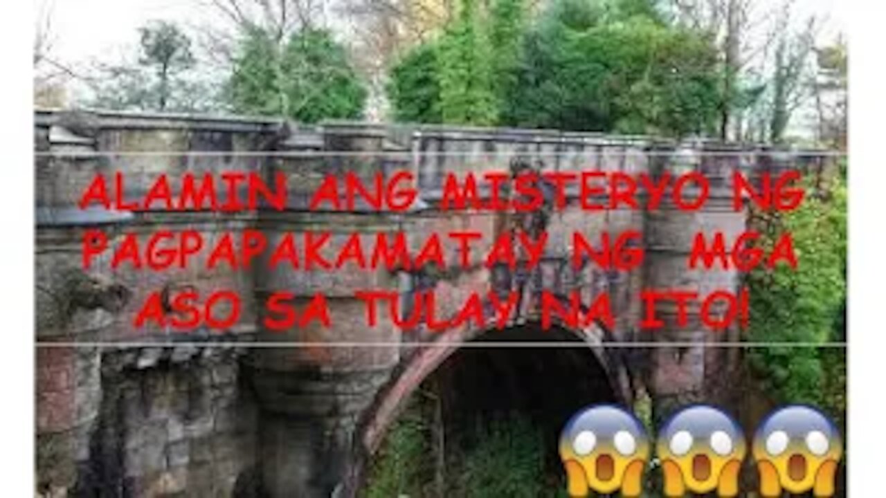 Overtoun Bridge the Famous Dog Suicide Bridge