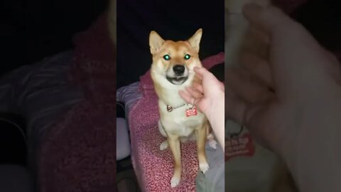 Smart doge is much wow #shiba #wow #shibainu #tricks #cute #lol #dogsofyoutube