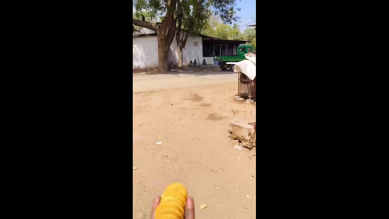 monkey 😍😍