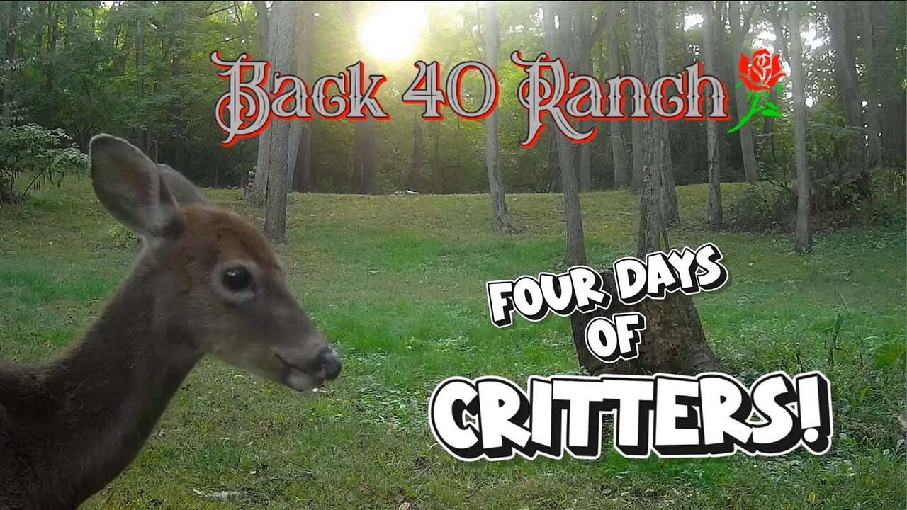 Four days of visits from the wildlife on the ranch in one minute