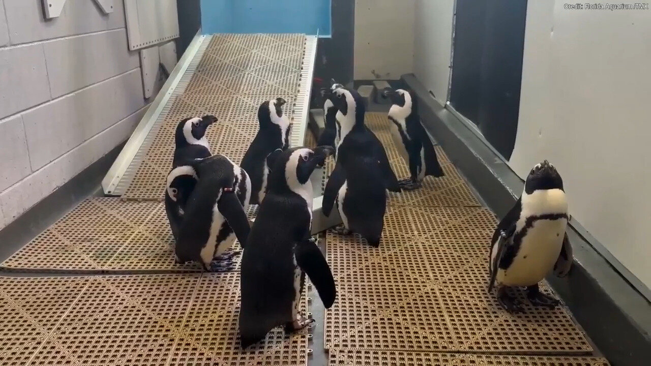 Ahead Of Hurricane Milton, Florida Aquarium Moves Penguins To Higher Ground
