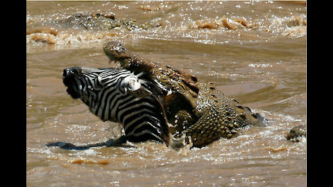CROCODILE ATTACKS!