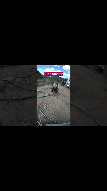 Farm cam. Funny rooster
