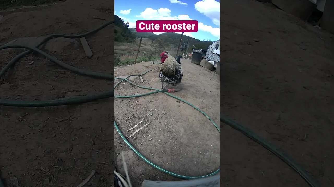Farm cam. Funny rooster