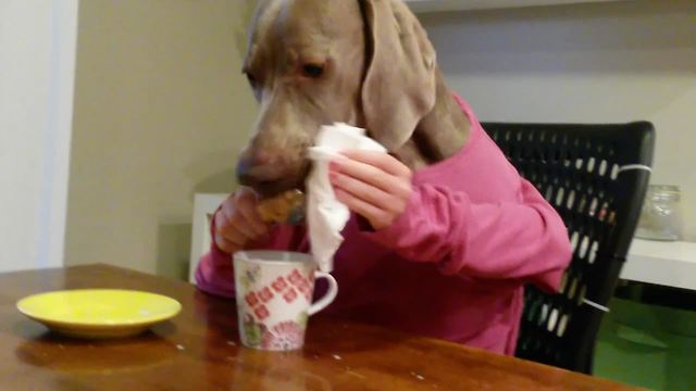 A Dog Eats Her Afternoon Tea Like A Lady