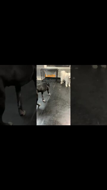 [Shorts 0081] LOUIE [#dogs #doggos #doggies #puppies #dogdaycare]