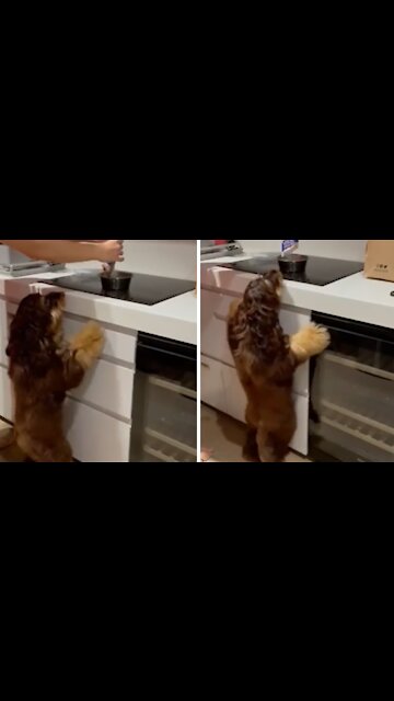 High Energy Pup Dances In Excitement For Treats