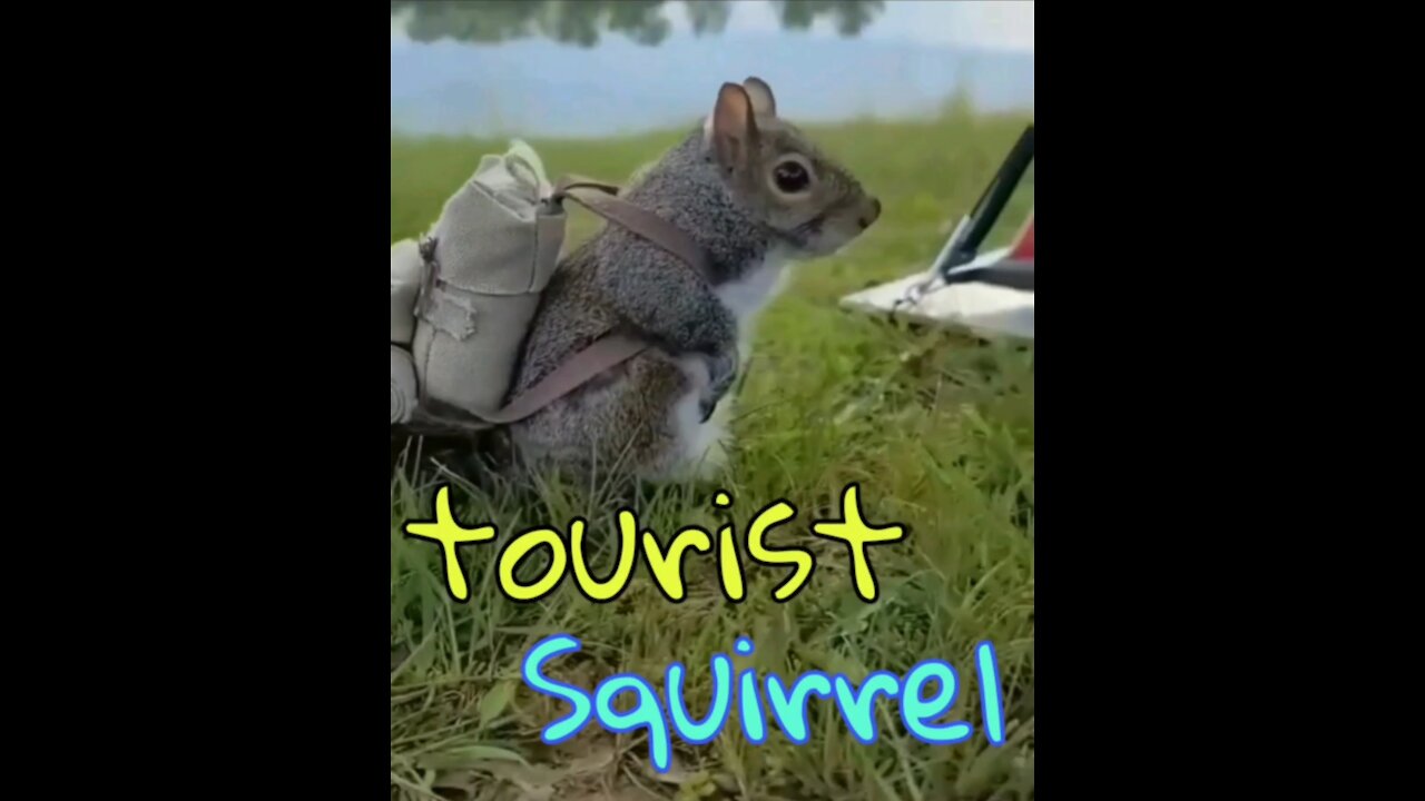 Tourist squirrel