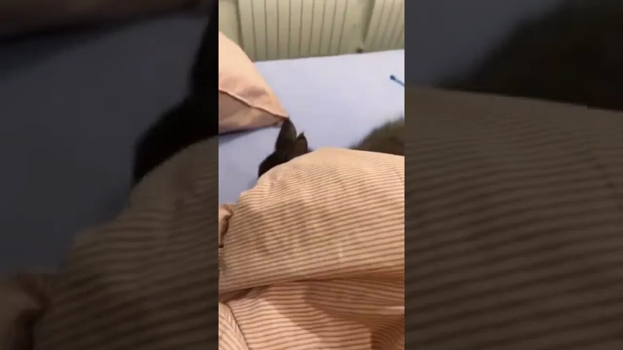 Cat knocks over food