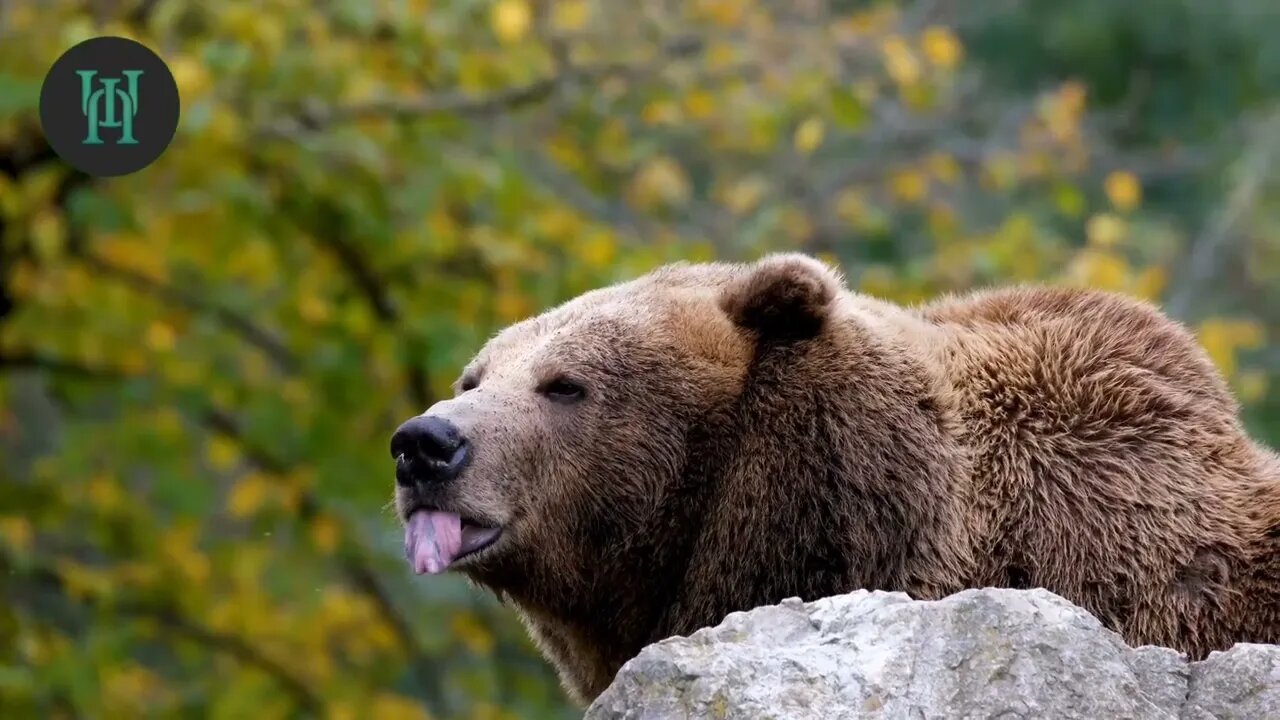 10 Interesting Facts About Bears