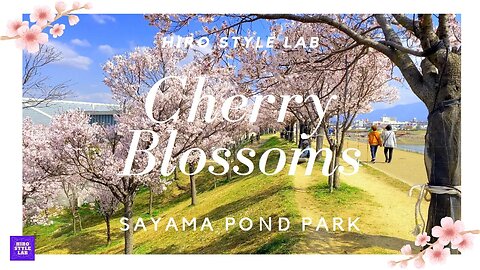 春本番【桜プレミア】 Cherry Blossoms：Sayama Pond Park, Osaka 大阪狭山市の「狭山池公園」の桜がまぶしかった！＃大阪最速の桜、＃狭山池公園、＃桜