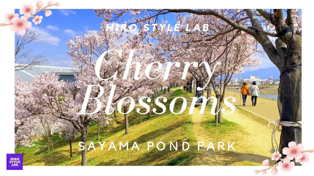 春本番【桜プレミア】 Cherry Blossoms：Sayama Pond Park, Osaka 大阪狭山市の「狭山池公園」の桜がまぶしかった！＃大阪最速の桜、＃狭山池公園、＃桜