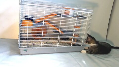 The Small Cat and the Hamster Cage