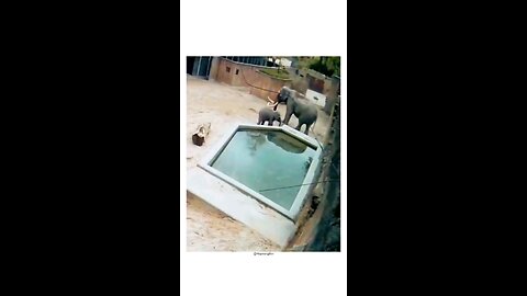 animals