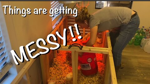 Cleaning out the brooder, and putting the mess to good use!