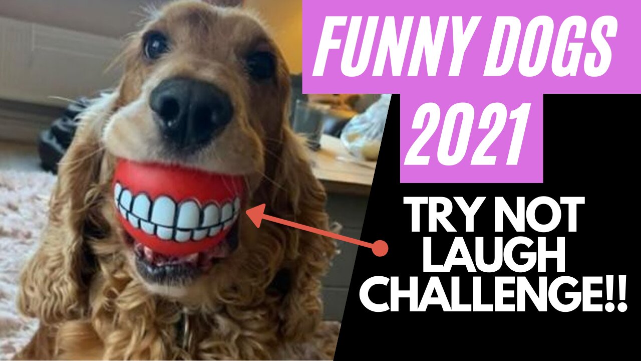 DOGS of 2021 - CRAZIEST & FUNNIEST